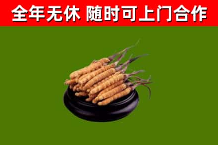 玛纳斯烟酒回收冬虫夏草.jpg